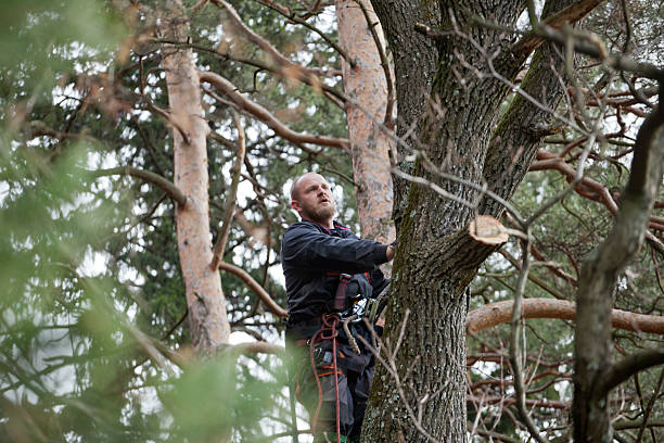 Underwood, IA Tree Care Company